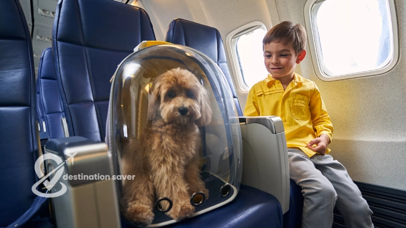 Tips For Traveling on Vacation with Pets
